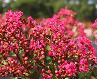 Laegerstroemia indica 'With Love Kiss' 40-50 C5L