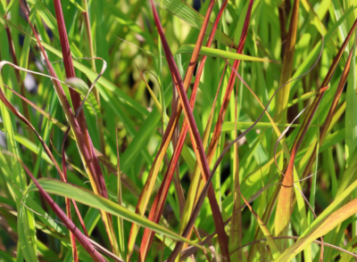 Miscanthus sinensis 'Purpurescens' VKR4L