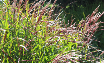 Miscanthus sinensis 'Red Chief VKR4L
