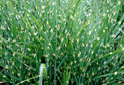 Miscanthus sinensis 'Strictus' VKR2L