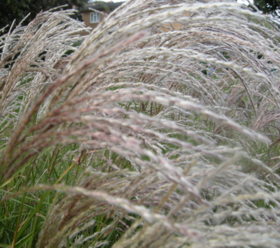 Miscanthus sinensis 'Yakushima Dwarf' VKR2L