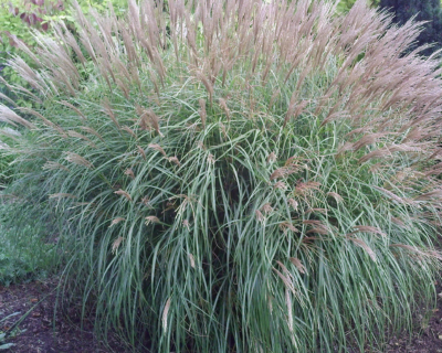 Miscanthus sinensis 'Yakushima Dwarf' VKR4L