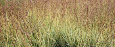 Molinia caerulea 'Variegata' VKR4L