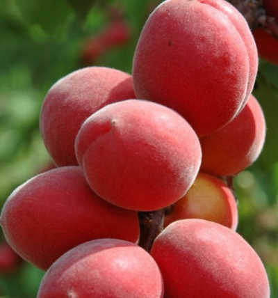 PK Meruňka Sunrosso - sloupovitá, zakrslá