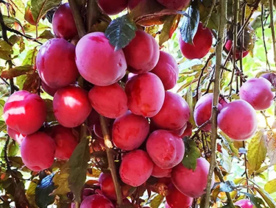 PK Švestka Hollywood, červenolistý myrobalán