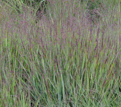 Panicum virgatum 'Heavy Metal' VKR4L