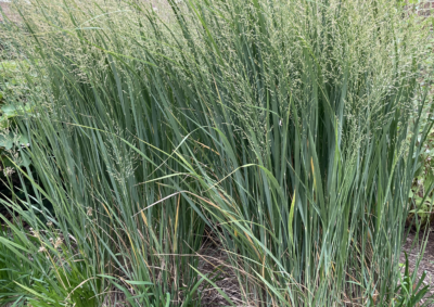Panicum virgatum 'Rotstrahlbusch' VKR4L