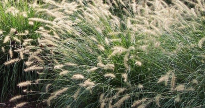 Pennisetum alopecuroides 'Little Bunny' VKR4L
