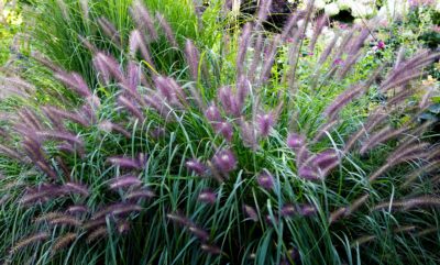 Pennisetum alopecuroides 'Red Head' VKR4L