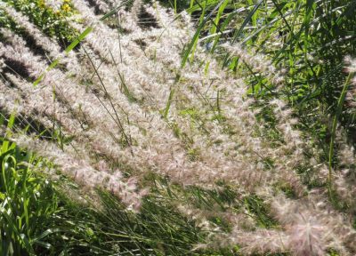 Pennisetum orientale 'JS Dance with Me'® VKR2L