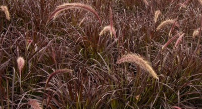 Pennisetum setaceum 'Rubrum' VKR4L
