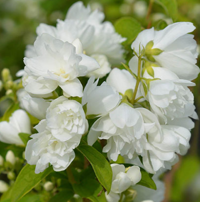 Philadelphus 'Virginal' 40-60 VKR4L