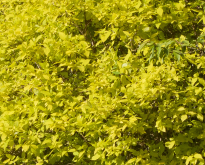 Philadelphus coronarius 'Aureus'  40-60 VKR4L