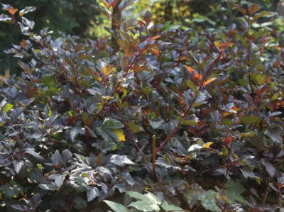 Physocarpus opulifolius 'Red Baron' 40-60 VKR4L