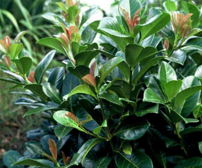 Prunus laurocerasus Novita 40-60 K19
