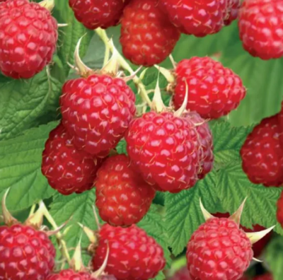 Rubus Glen Ample - červená - K11