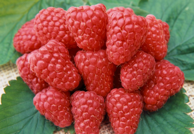 Rubus Husaria - červená - K11