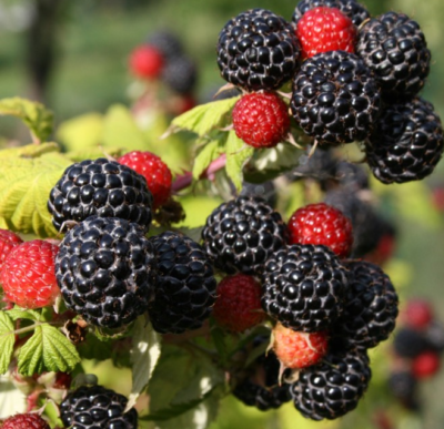Rubus Selena - černá - K11