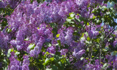 Syringa vulgaris 'Michel Buchner' 30-40 VKR4L