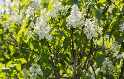 Syringa vulgaris 'Emilie Lemoine' 30-40 VKR4L
