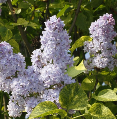 Syringa vulgaris 'Hortensja' 30-40 VKR4L