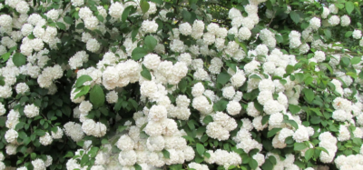 Viburnum opulus 'Roseum' 40-60 VKR4L
