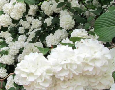 Viburnum opulus 'Roseum' VKR2L