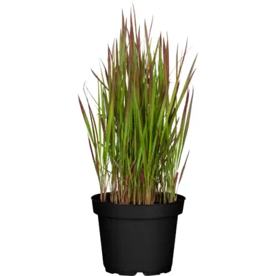 Imperata cylindrica Red Baron- K11