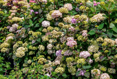 Hydrangea serrata Preziosa 30-40 VKR4L
