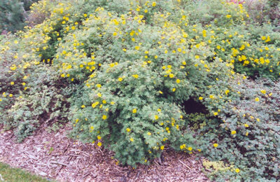 Potentilla fruticosa Yellow Gem v15-20 K1l