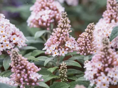 Buddleja davidii Little Rockstars Pink K11