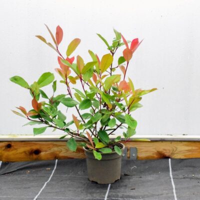 PHOTINIA FRASERI RED ROBIN C3L 40-60