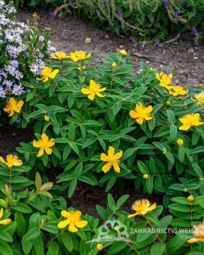 Hypericum calycinum Rose of Sharon K2l