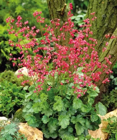 Heuchera sanguinea Leuchtkäfer K9