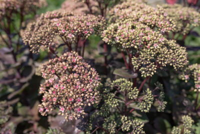 Sedum telephinum Matrona K9