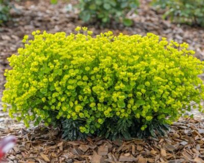 Euphorbia x martinii Ascot Petite K9