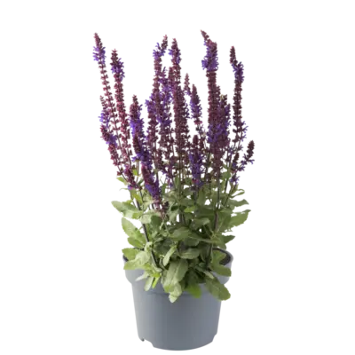 Salvia nemorosa Caradonna Compact Blue impr. K9