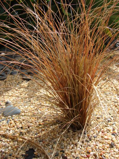 Carex comans Bronco K10