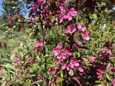 Malus toringo Scarlett 150-175 Arbotaška vícekmen