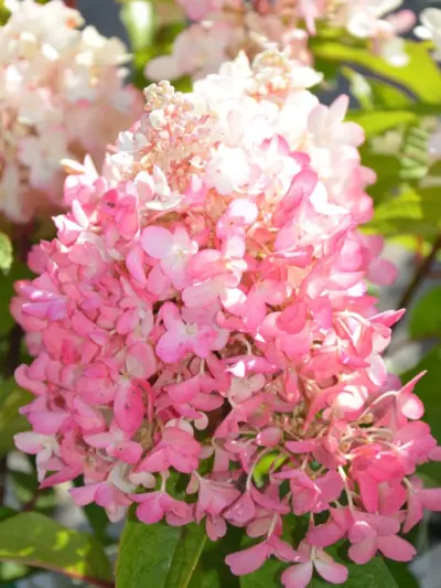 Hydrangea paniculata Candlelight 40-60 VKR4L