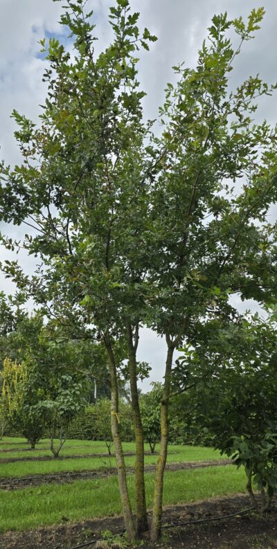 Quercus robur 200-250 Arbotaška vícekmen