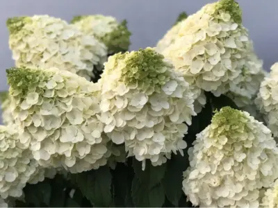 Hydrangea paniculata Diamantino 40-60 VKR4L