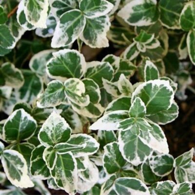 Euonymus fortunei Emerald Gaiety 20-30 VKR4L