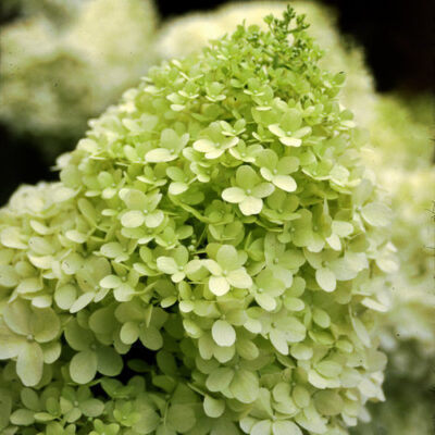 Hydrangea paniculata Limelight 40-60 VKR4L